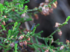 Oropezella sphenoptera