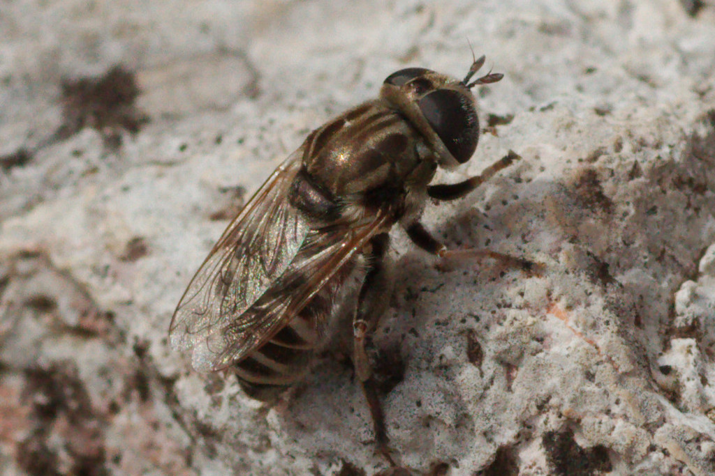Merodon natans