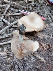 Entoloma griseum