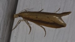 Donacaula dispersellus