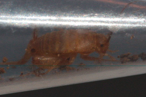 Ligurian Ant-cricket
