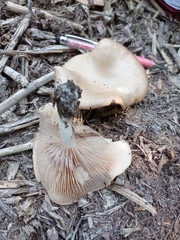 Entoloma griseum