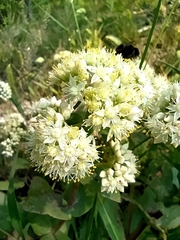 Hylotelephium maximum ruprechtii