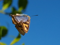 Cigaritis natalensis