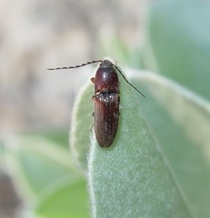 Melanotus clandestinus