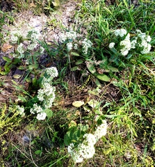 Hylotelephium maximum ruprechtii