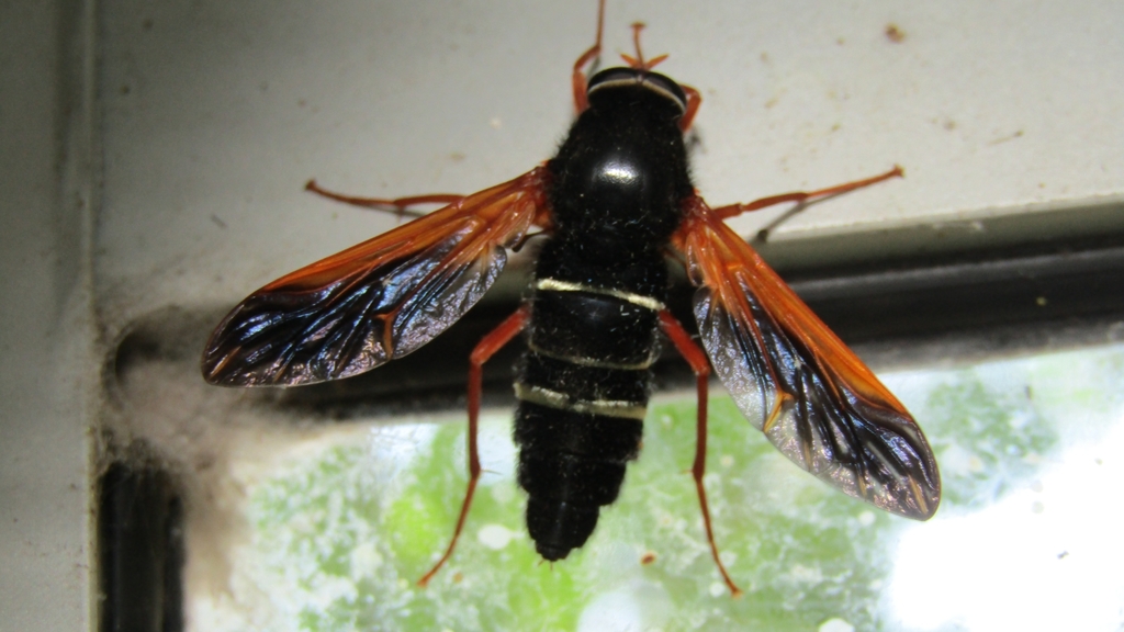 Heterostomus