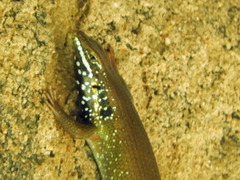 Mabuyinae
