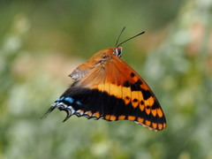 Charaxes saturnus