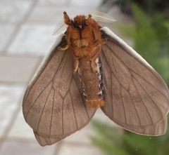 Cerodirphia apunctata