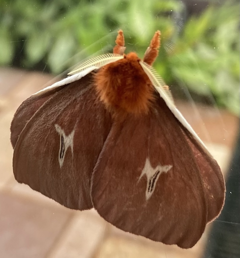Cerodirphia apunctata