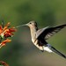 Giant Hummingbird - Photo (c) andresamenabar, some rights reserved (CC BY-NC)