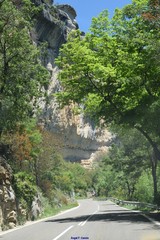 Pistacia terebinthus