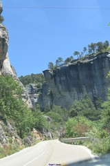 Pistacia terebinthus