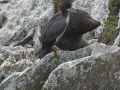 Phalacrocorax featherstoni