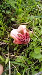 Colus hirudinosus