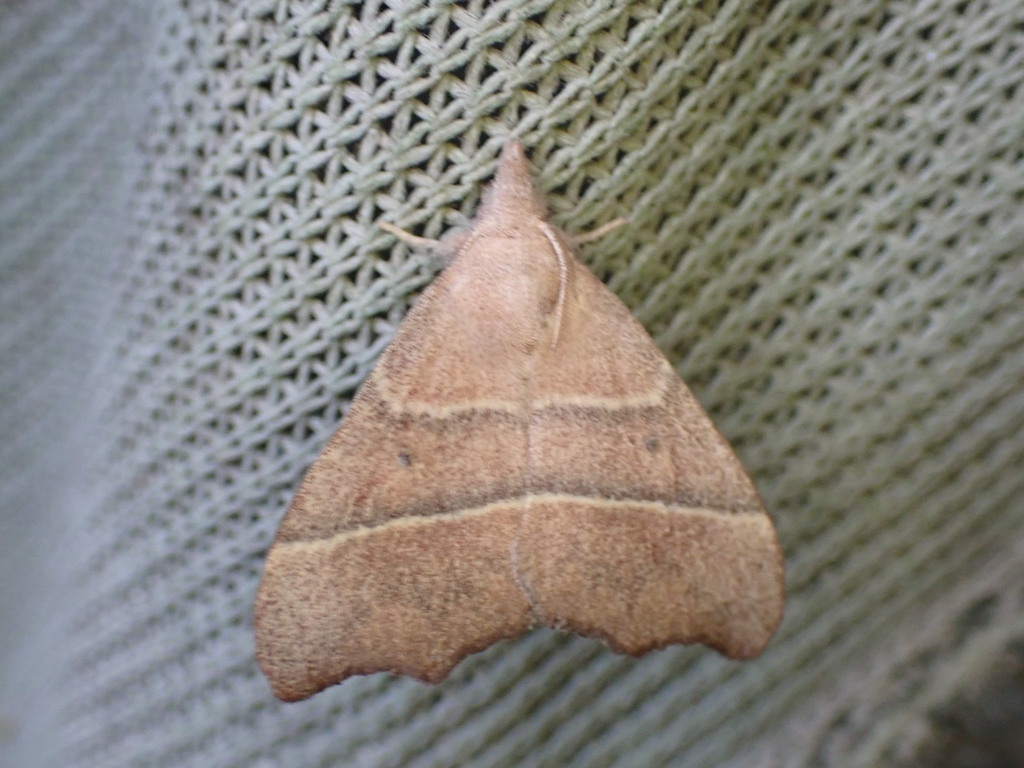 Odontopacha phaula