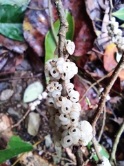 Oreocnide frutescens