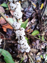 Oreocnide frutescens