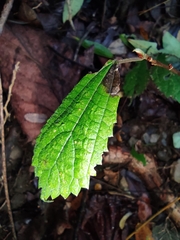 Oreocnide frutescens