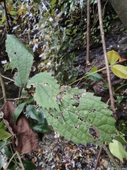 Oreocnide frutescens