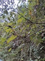 Oreocnide frutescens