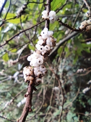 Oreocnide frutescens