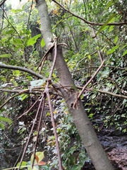 Oreocnide frutescens