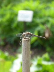Sympetrum striolatum