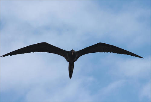 Rabihorcado magnífico (Fregata magnificens)