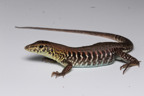 Rainbow Ameiva