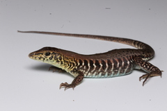 Rainbow Ameiva photo 1