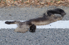 Mustela putorius