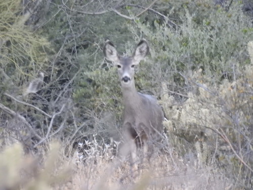 Mule Deer photographed in Arizona
