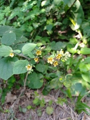 Allosidastrum pyramidatum