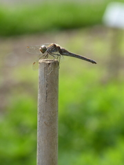 Sympetrum striolatum