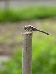 Sympetrum striolatum