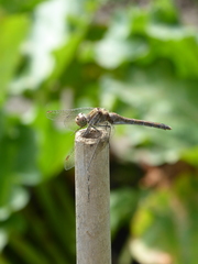 Sympetrum striolatum