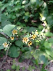 Allosidastrum pyramidatum