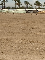 Branta hutchinsii