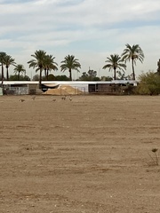 Branta hutchinsii