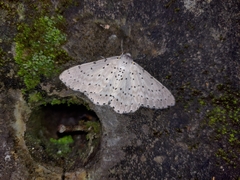 Metabraxas rubrotincta