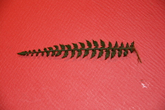 Polystichum setiferum