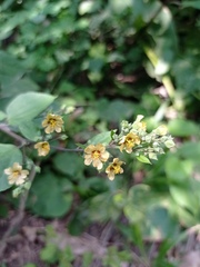 Allosidastrum pyramidatum