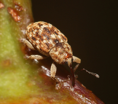 Storeus albosignatus