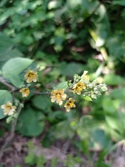 Allosidastrum pyramidatum