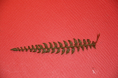 Polystichum setiferum