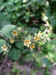 Allosidastrum pyramidatum
