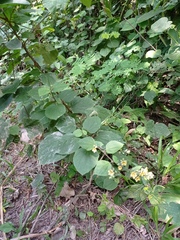 Allosidastrum pyramidatum