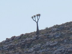 Aloidendron pillansii